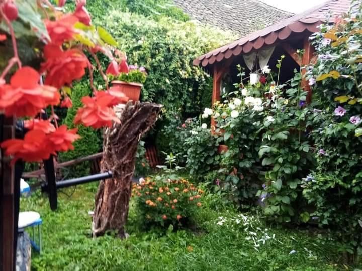 Casa Florilor Barcutアパートメント エクステリア 写真